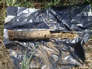 A soil core was taken to examine the soil horizons at Burton’s Island near Rehoboth Beach