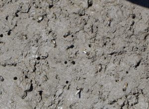 Fiddler crabs and their burrows at the St. Jones Reserve in Dover. Credit: Kari St.Laurent