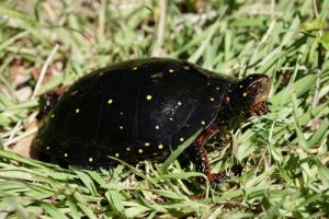 Spotted turtle. Credit: Andrew Martin