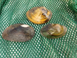 Types of Freshwater mussels