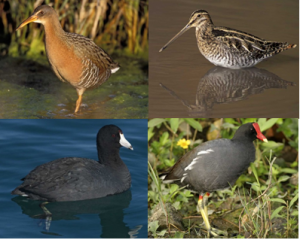 From left to right, top to bottom: Clapper Rail, Snipe, Coot, and Moorhen. Photo credit: Audubon