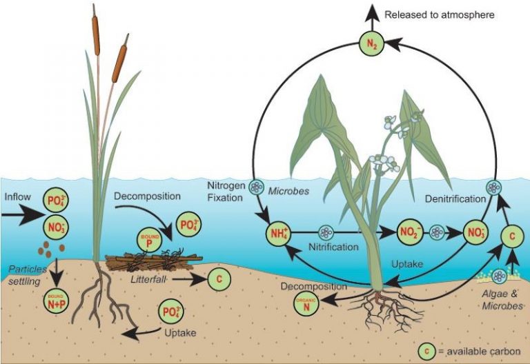 wetlands-are-magicians-of-water-quality-improvement