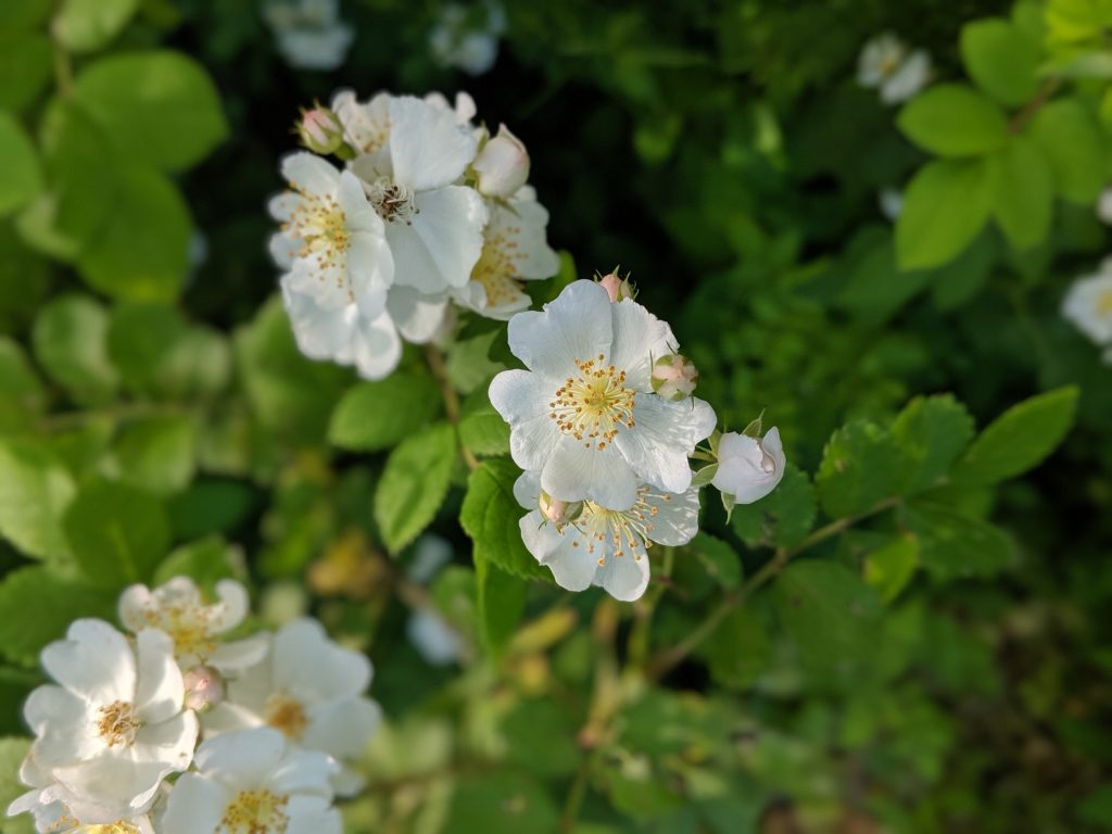 Multiflora rose is a plant commonly seen in Delaware's wetlands and forested buffers. It is most easily identified early in the year when in bloom, and was introduced to the U.S. as an ornamental plant. (Photo credit: DNREC's WMAP)