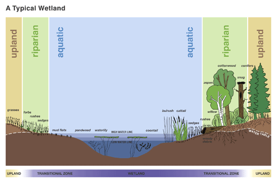 A typical wetland demonstrating the aquatic, riparian buffer and upland zones.