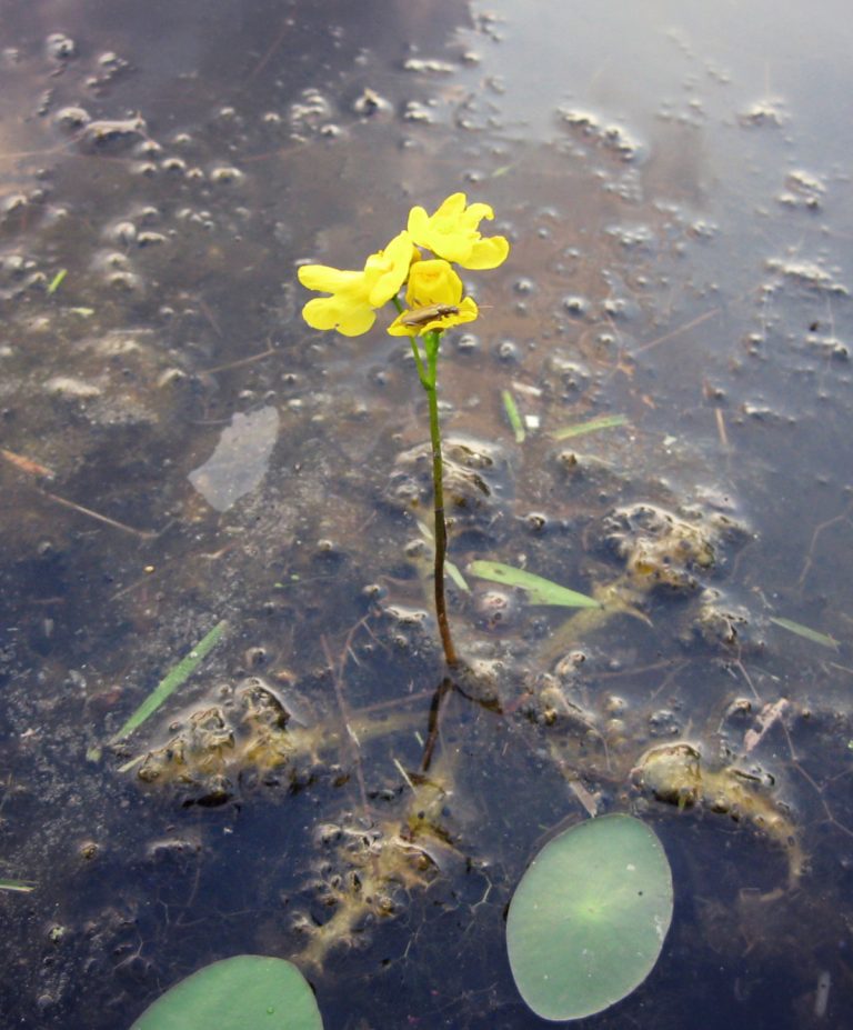 carnivorous-plants-of-delaware-s-wetlands-sundew-bladderworts-more