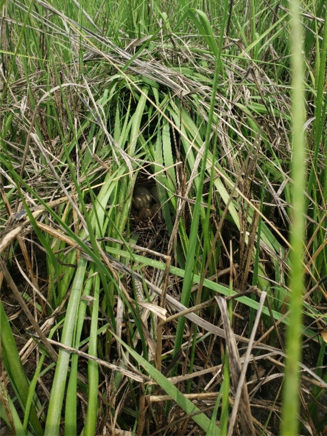 Figure 1. A Clapper Rail nest near Mispillion River Harbor. Nests are typically raised above the marsh surface with some form of woven canopy.