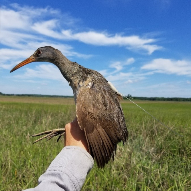 Figure 3. A GPS tagged Clapper Rail at the Delaware Woodland Beach Wildlife Area