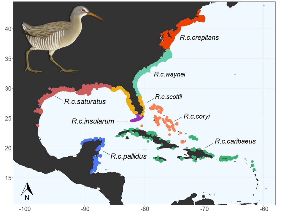 Figure 4. A map depicting the Clapper Rail subspecies ranges. Data were produced through citizen science efforts, see eBird.org to learn more.