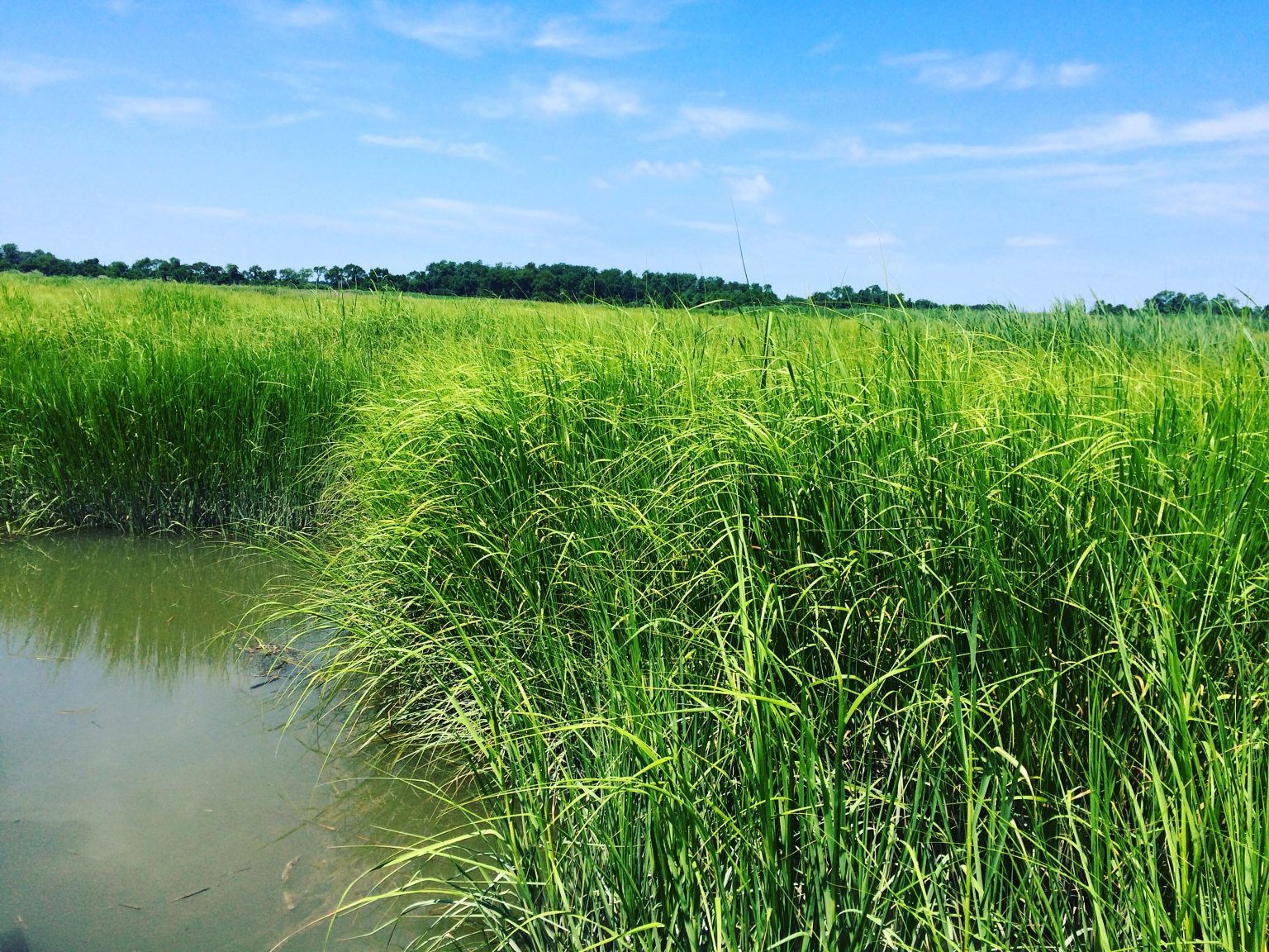 Salt Marshes: Working Hard Without Pay - WMAP Blog - State of Delaware