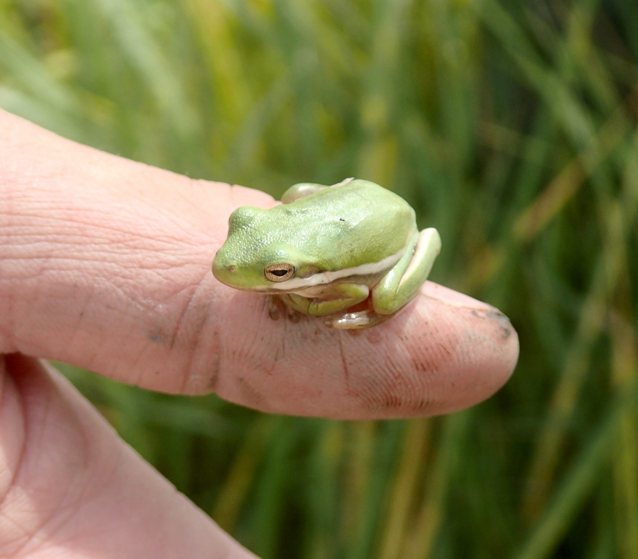 5 Frogs Coming To A Wetland Near You - Wmap Blog - State Of Delaware