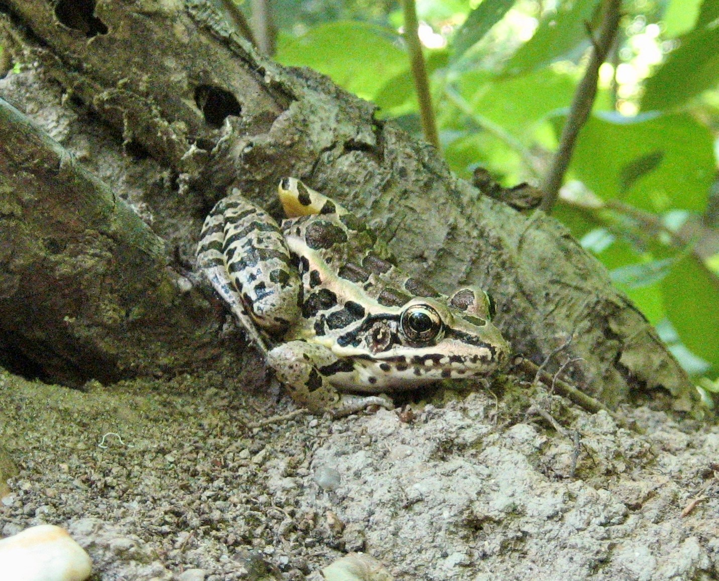 5 Frogs Coming to a Wetland Near You WMAP Blog State of Delaware