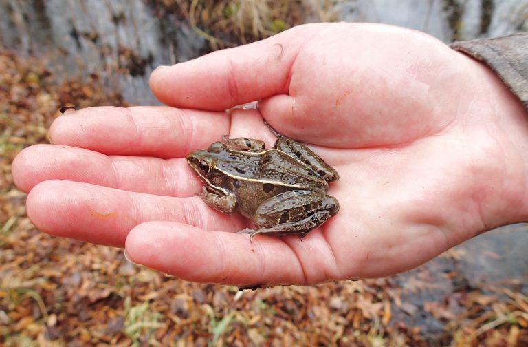 5 Frogs Coming to a Wetland Near You WMAP Blog State of Delaware